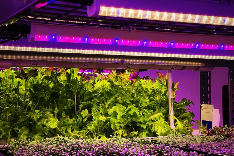 LED Grow Lights for Microgreens